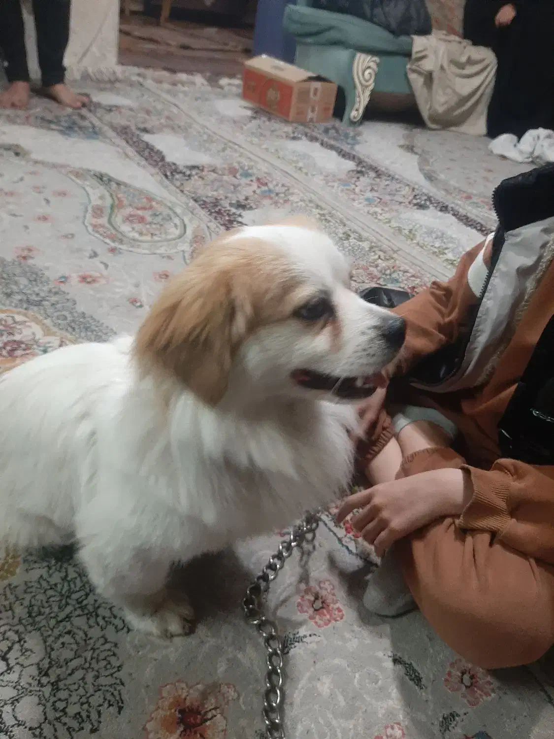 گم شده حیوانات|حیوانات|مشهد, خواجه ربیع|دیوار