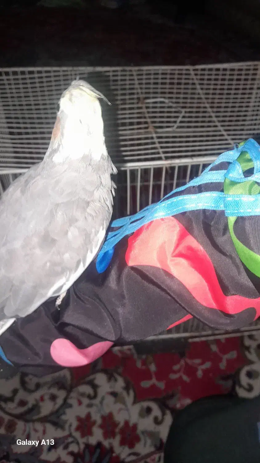 عروس هلندی|پرنده|مشهد, سجادیه|دیوار