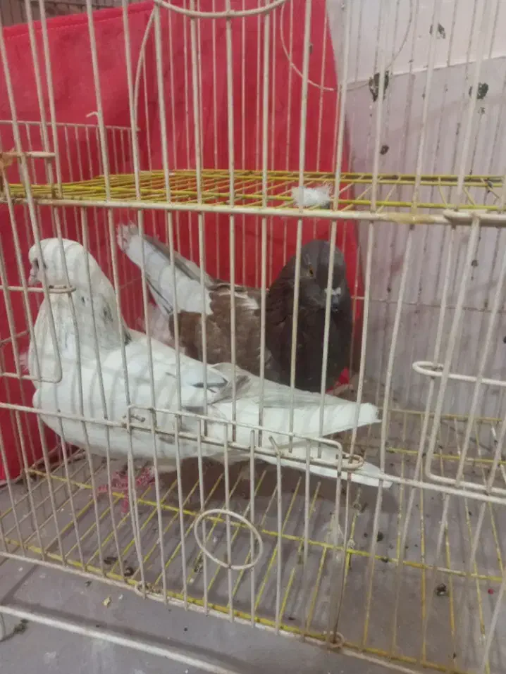 پرشی|گربه|یزد, |دیوار