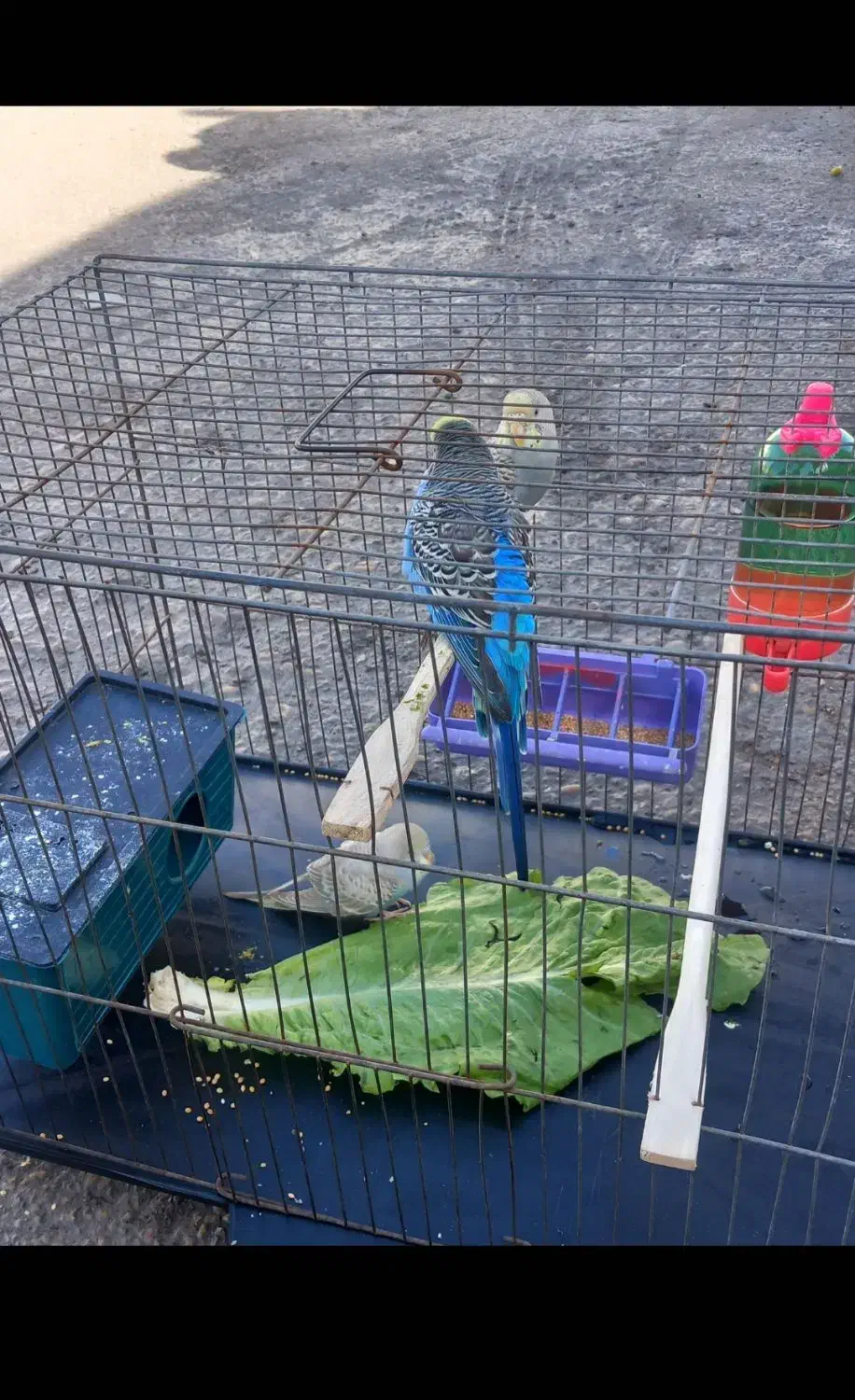 مرغ عشق|پرنده|بندر امام خمینی, |دیوار