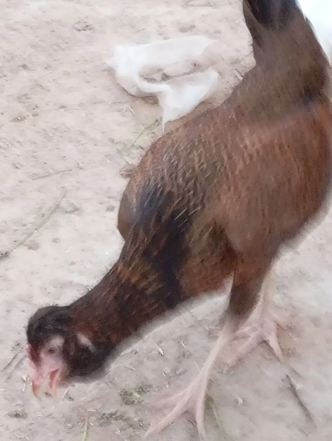 مرغ و خروس|حیوانات مزرعه|سعدآباد, |دیوار