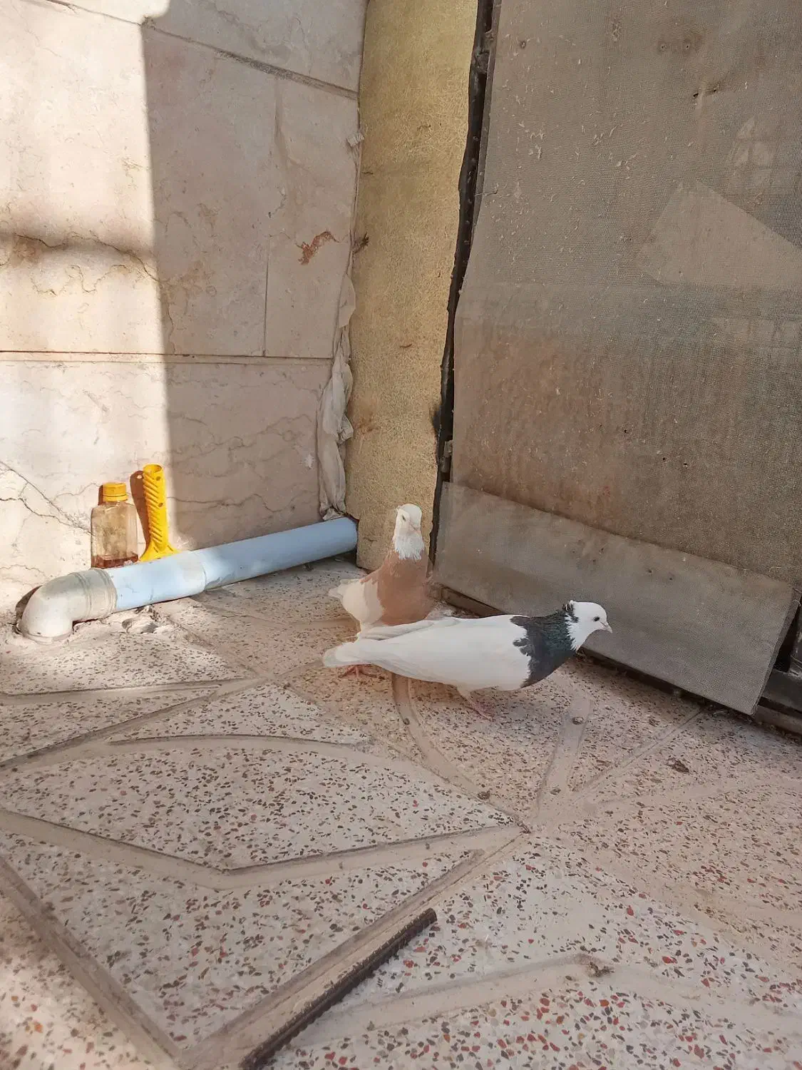 کبوتر|پرنده|اقبالیه, |دیوار