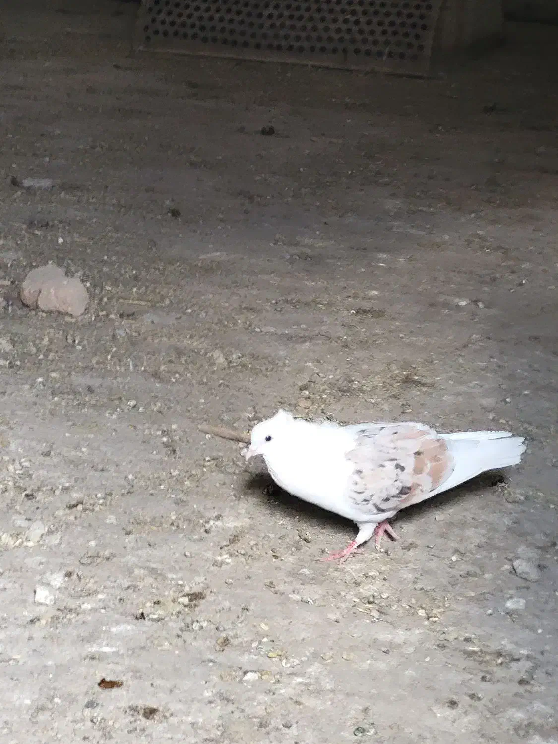 نر پلنگ|پرنده|دورود, |دیوار