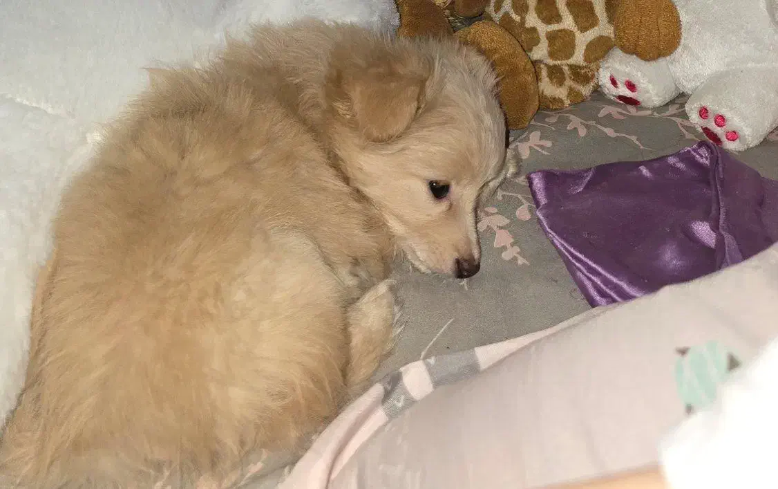 توله پامر و اشپیتز|سگ|اصفهان, پوریای ولی|دیوار