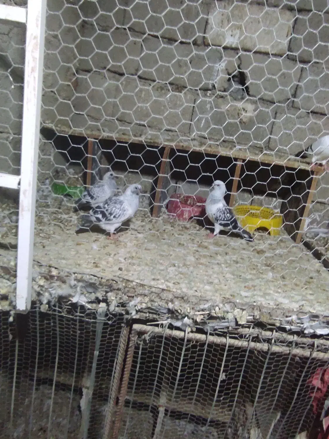 کببوترشامی|پرنده|برازجان, |دیوار