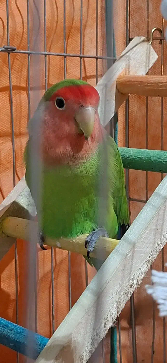 طوطی برزیلی|پرنده|قصرشیرین, |دیوار