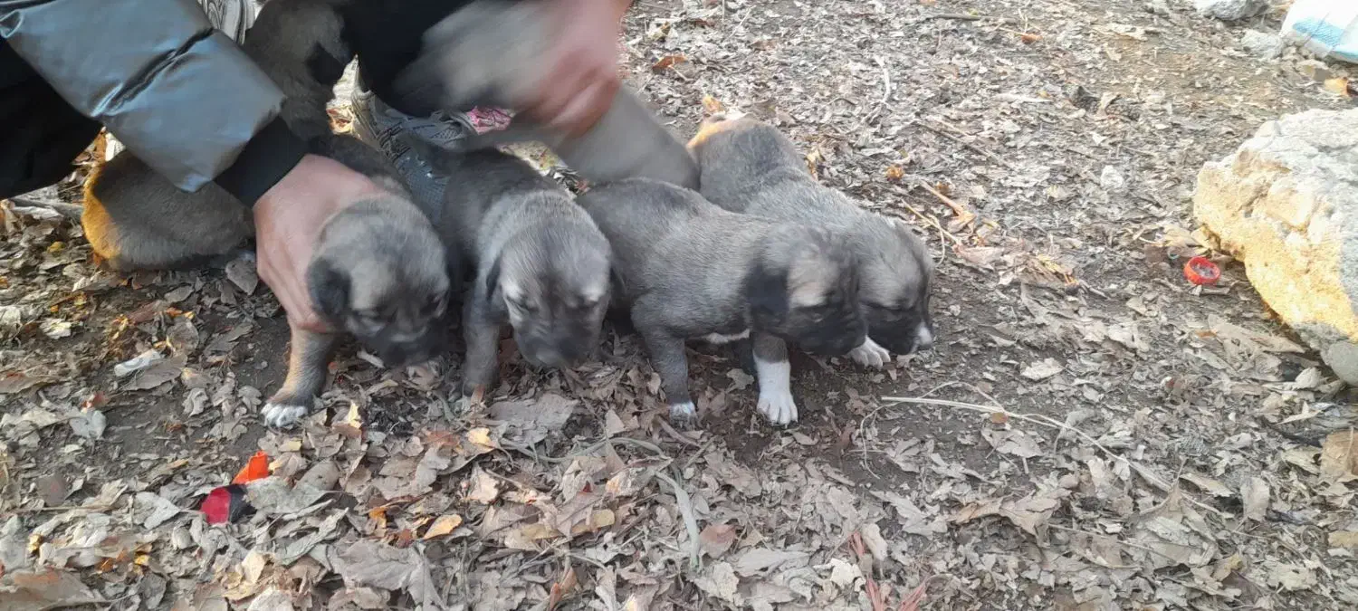 سگ سرابی اصیل|سگ|سراب, |دیوار