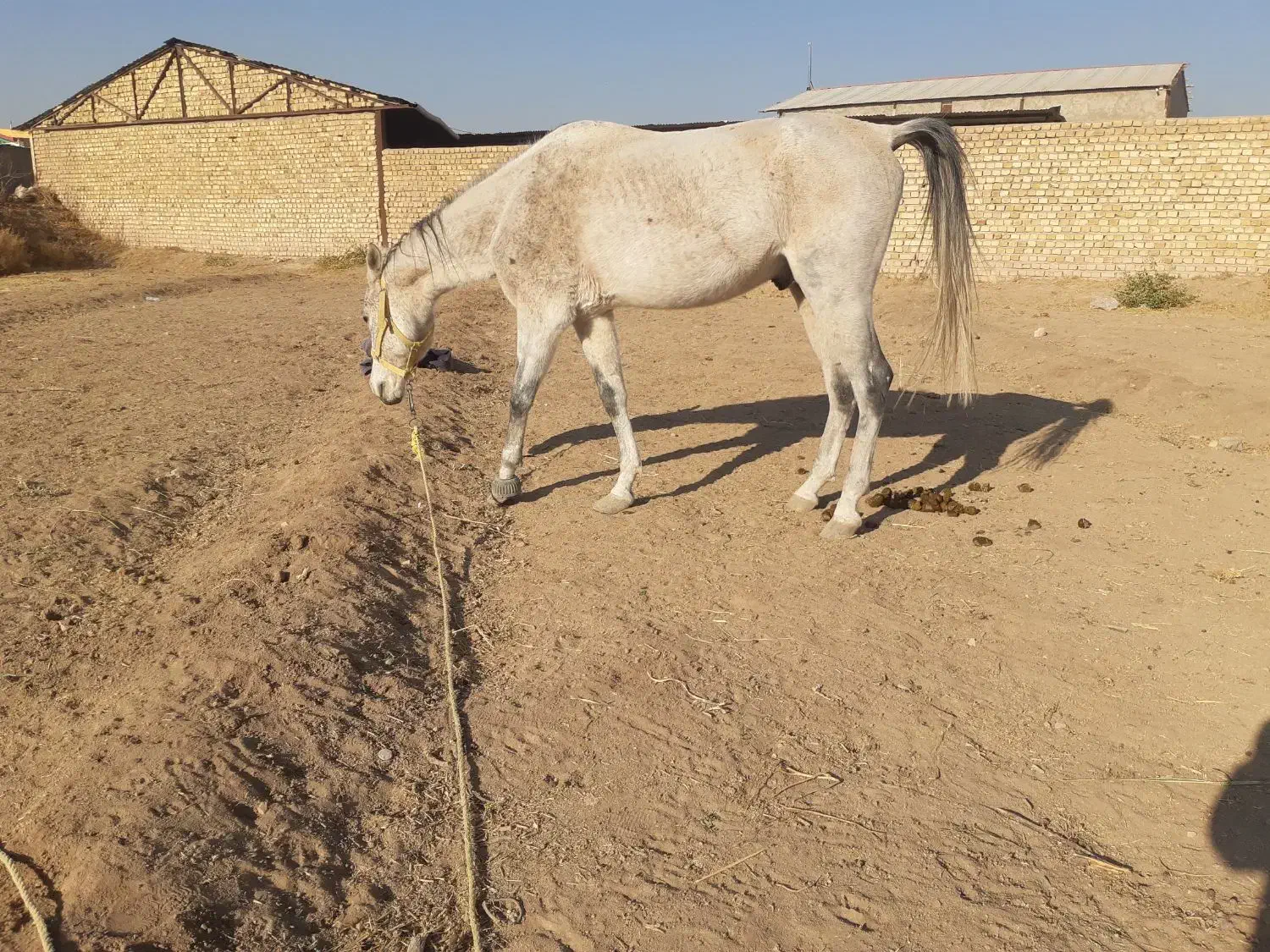 مادیان ونریان|اسب و تجهیزات اسب‌سواری|دشتابی, |دیوار