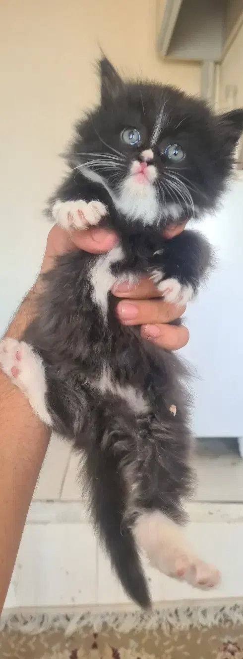 گربه|گربه|نیشابور, هفده شهریور|دیوار