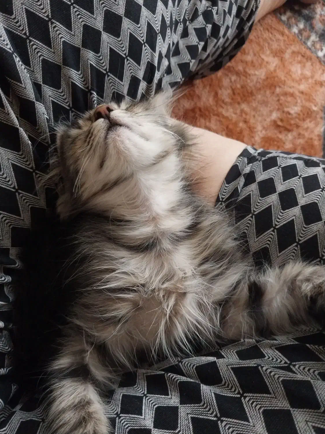 بچه گربه نازو دوست داشتنی|گربه|خوی, |دیوار