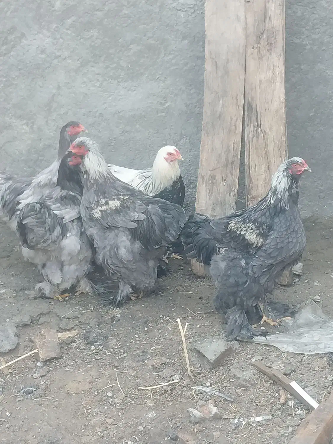 خروس برهما|حیوانات مزرعه|دوتپه, |دیوار