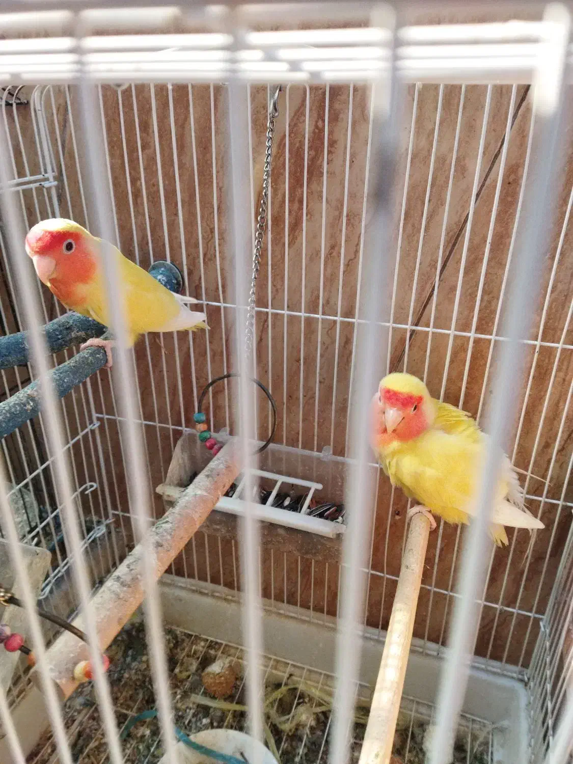 طوطی برزیلی|پرنده|بندر کنگان, |دیوار