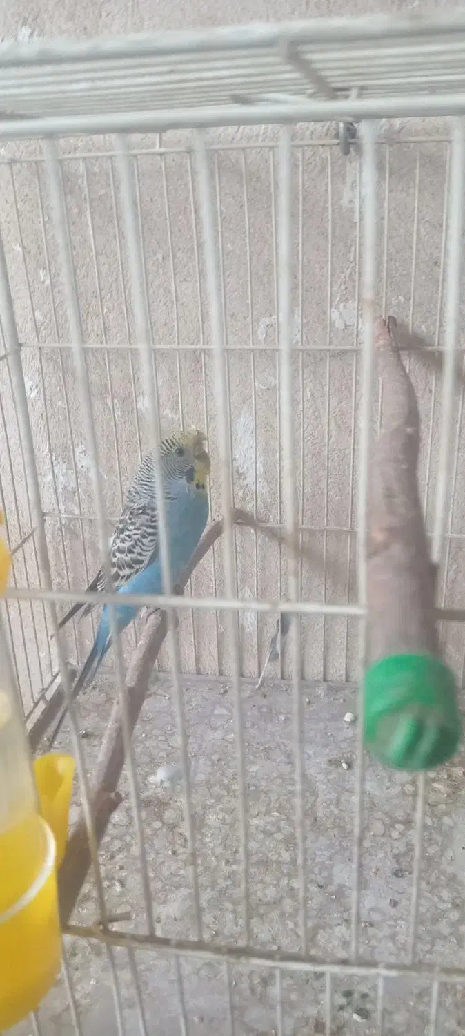 مرغ عشق|پرنده|کرمان, |دیوار