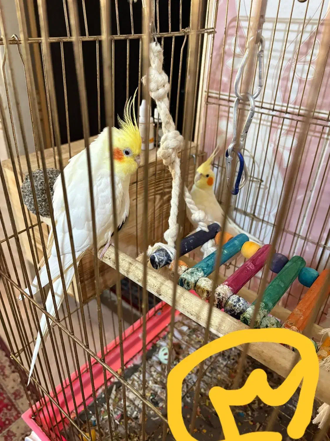 فروش چندجفت عروس هلندی|پرنده|بندر امام خمینی, |دیوار