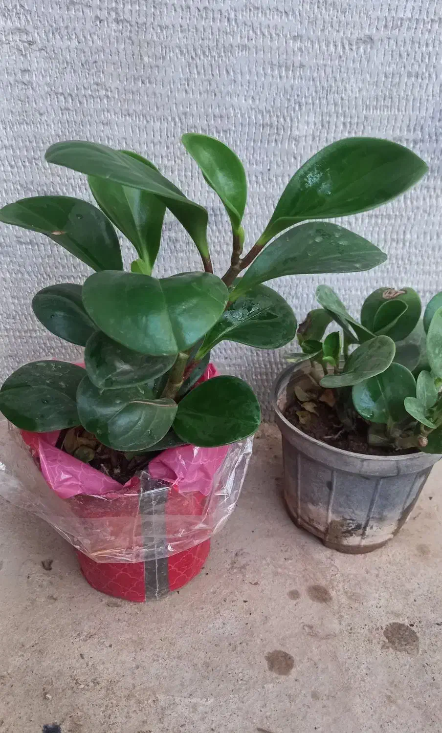 فروش انواع گل اپارتمانی|گل و گیاه طبیعی|بندرعباس, |دیوار