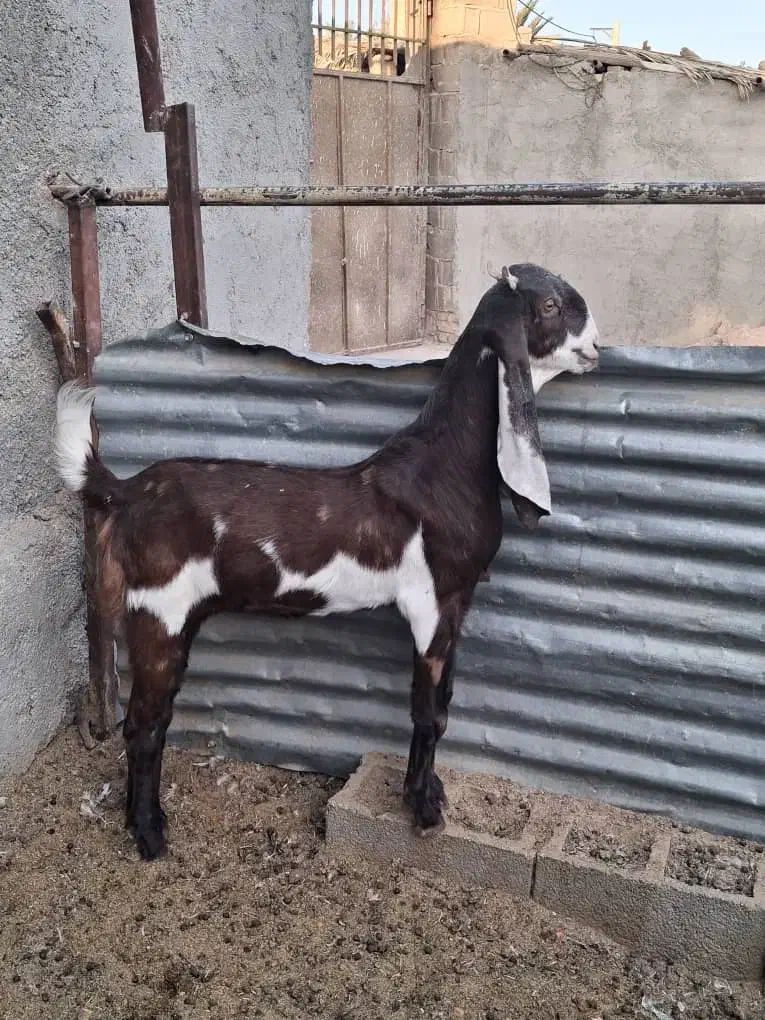 بز پاکستانی|حیوانات مزرعه|طسوج, |دیوار