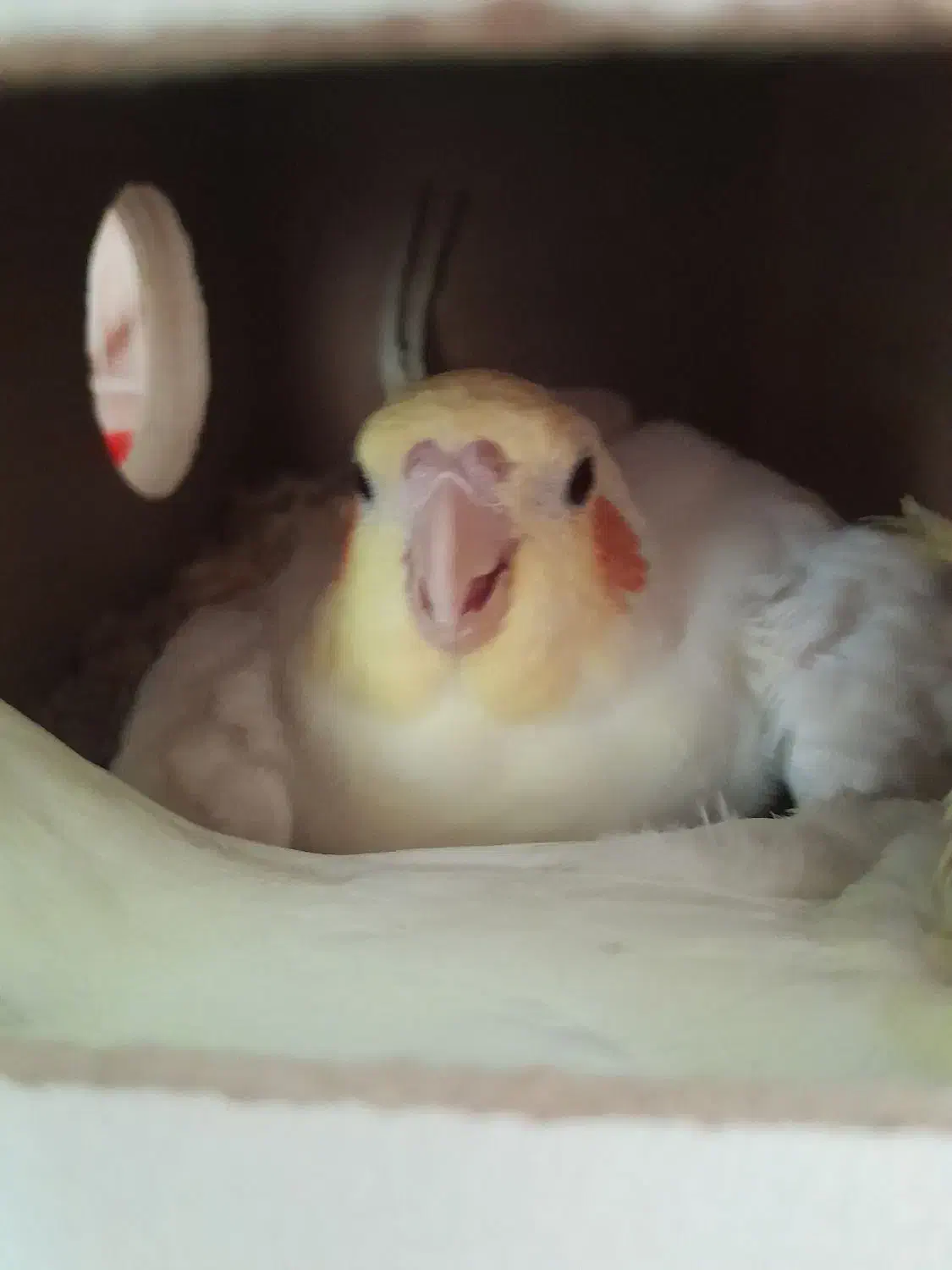 عروس هلندی|پرنده|مشهد, امیر المومنین|دیوار