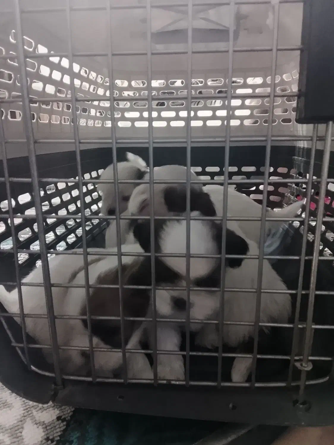 سگ شیت سوگ|سگ|رشت, پیرکلاچای|دیوار