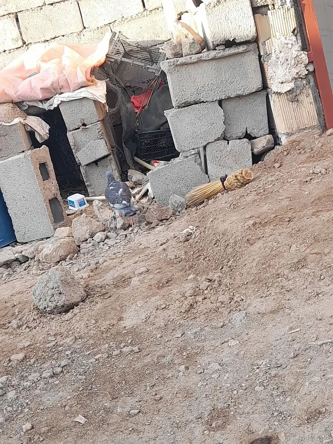 کفتر|پرنده|نهبندان, |دیوار