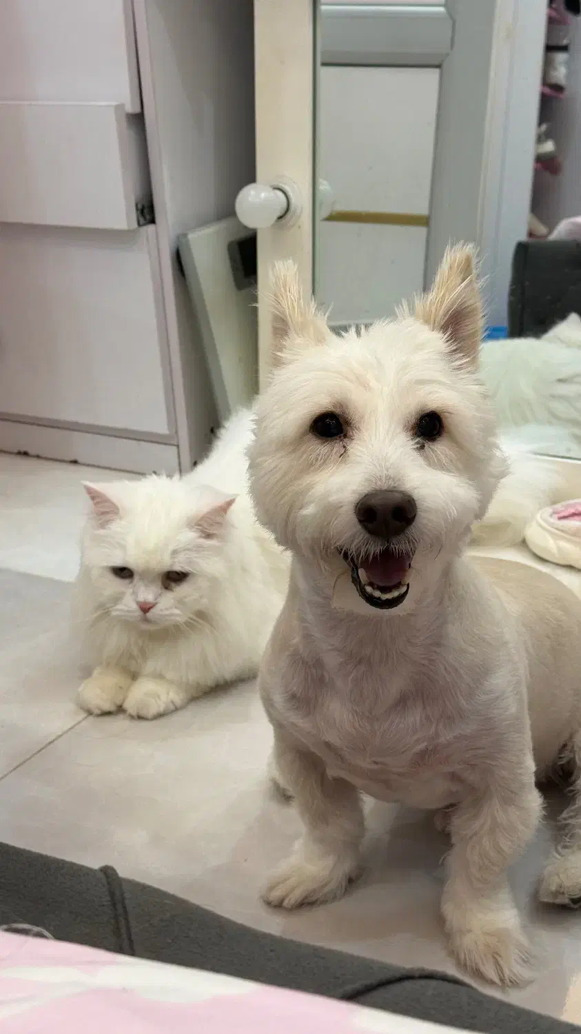 واگذاری سگ عقیم شده|سگ|رشت, دباغیان|دیوار