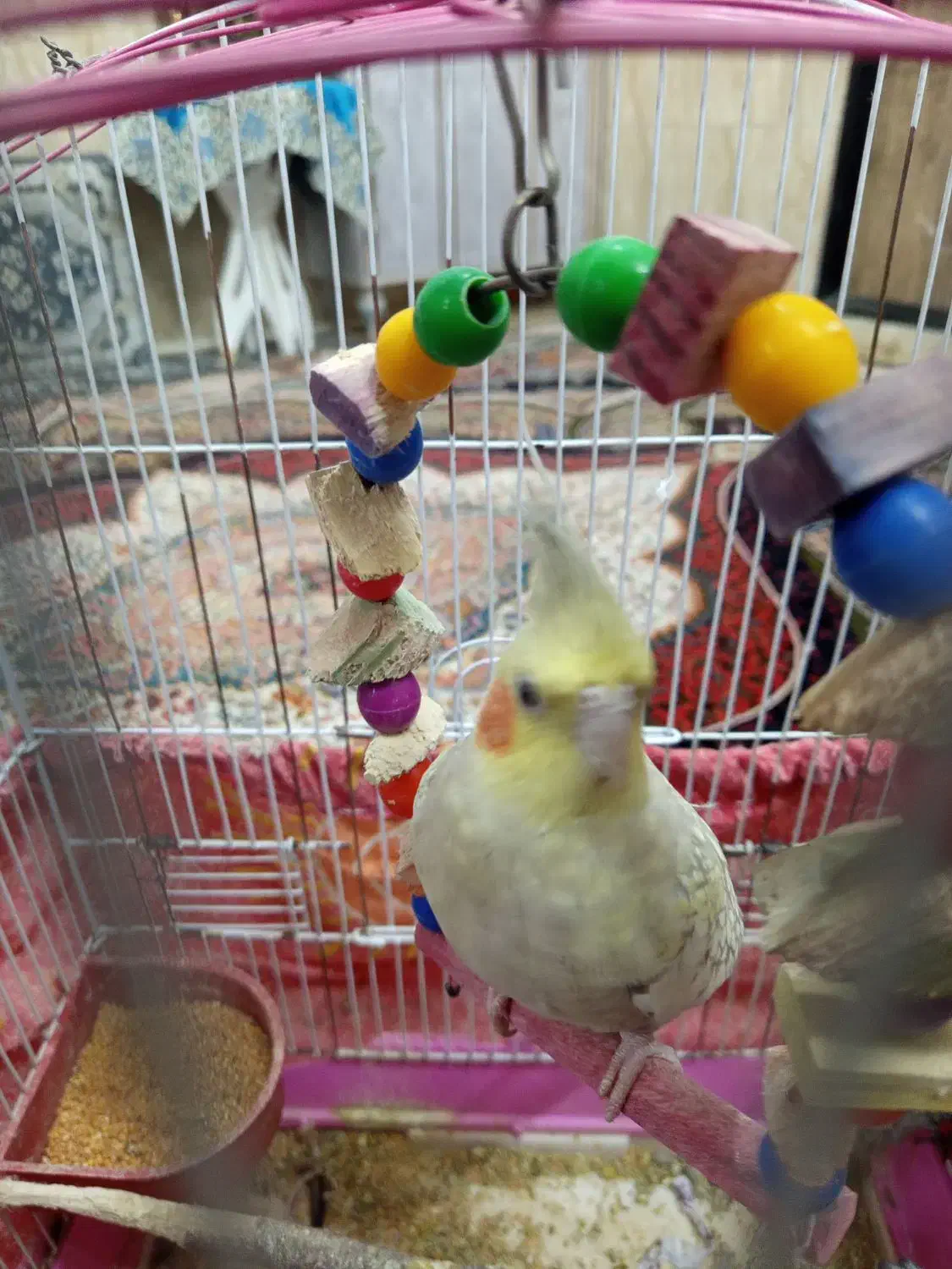 عروس هلندی|پرنده|ورامین, خورین|دیوار