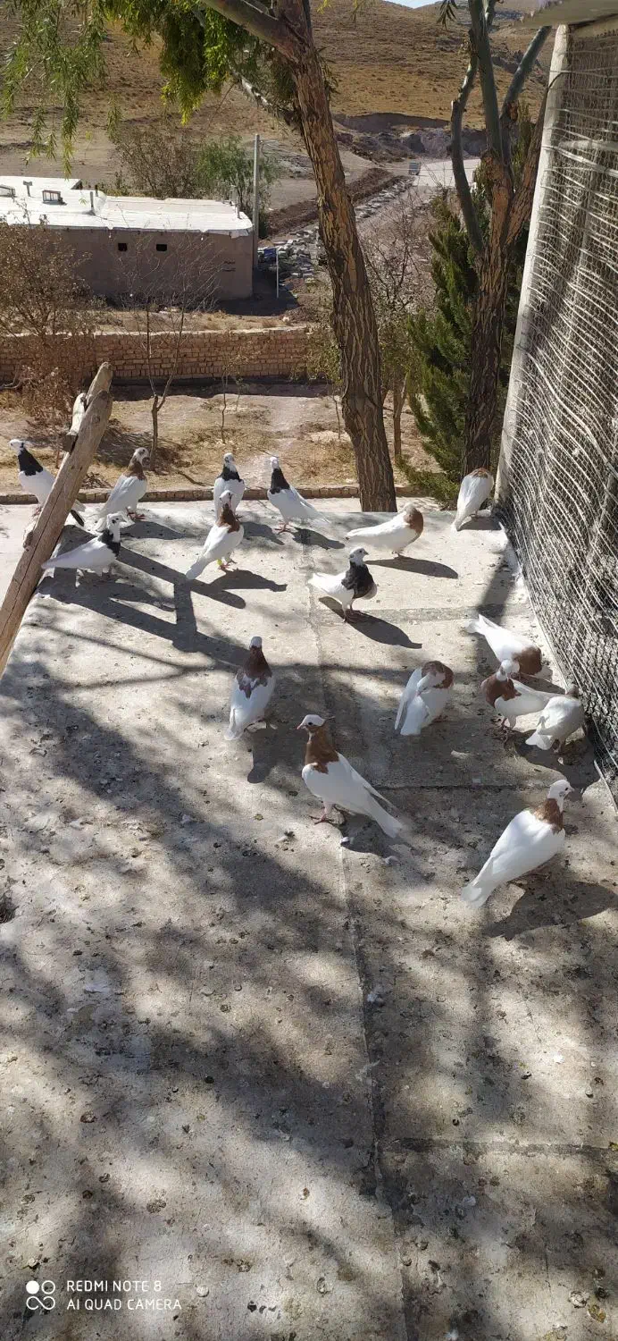 کبوتر رنگی|پرنده|تاکستان, |دیوار