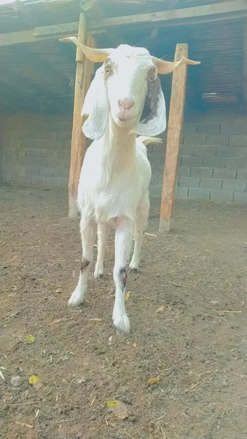 بز شکم اول آبستن جنس خوب|حیوانات مزرعه|آزادشهر, |دیوار