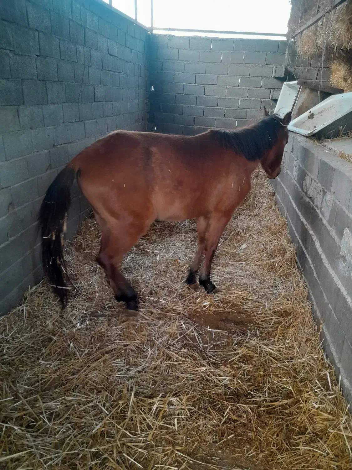 اسب مادیان۳ساله|اسب و تجهیزات اسب‌سواری|گرگان, |دیوار