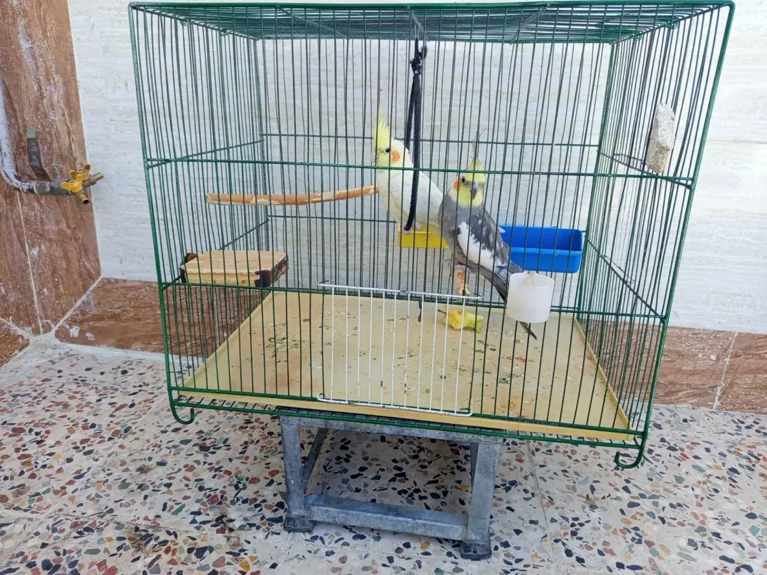 یک جفت عروس هلندی مولد|پرنده|رومشکان, |دیوار