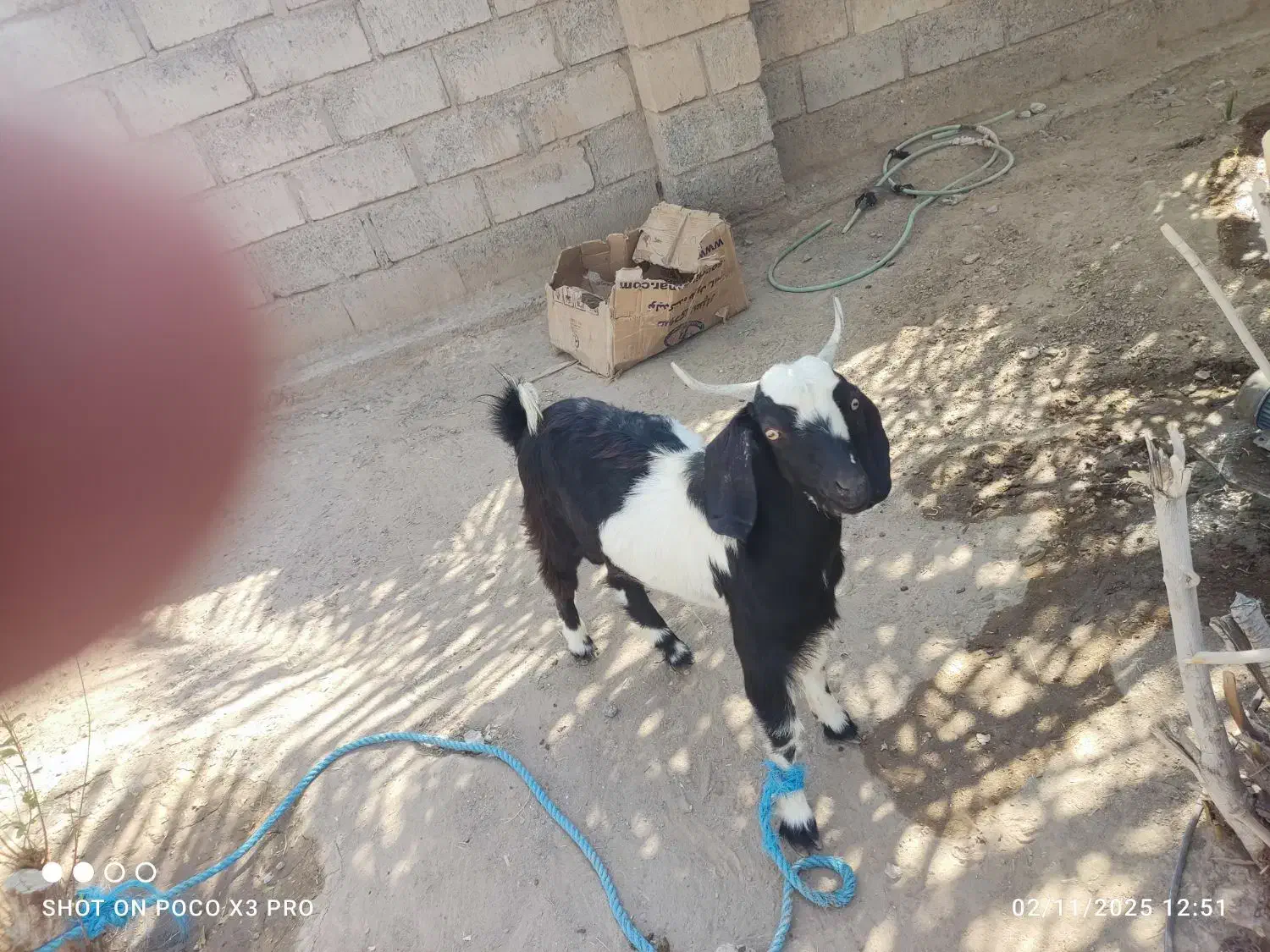 بز نر|حیوانات مزرعه|قلعه گنج, |دیوار