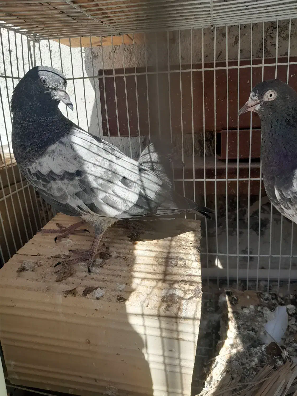 جفت جوجه تیدی ایسین|پرنده|بندرعباس, |دیوار