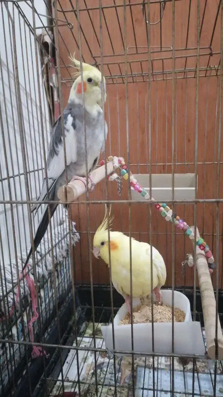 عروس هلندی|پرنده|قم, انسجام|دیوار