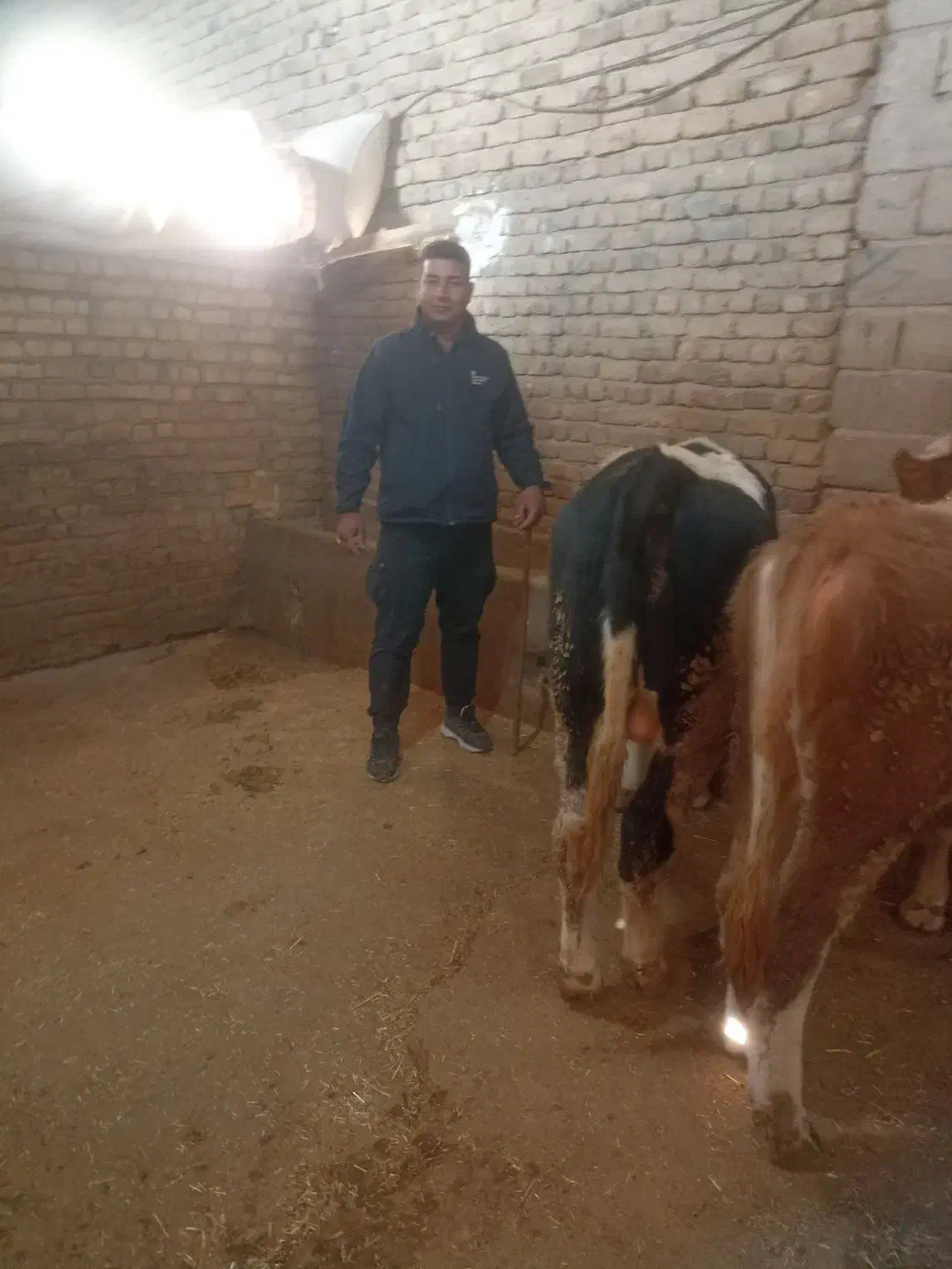 گوساله لاغرجهت پروار سیمینتال|حیوانات مزرعه|جعفرآباد, |دیوار