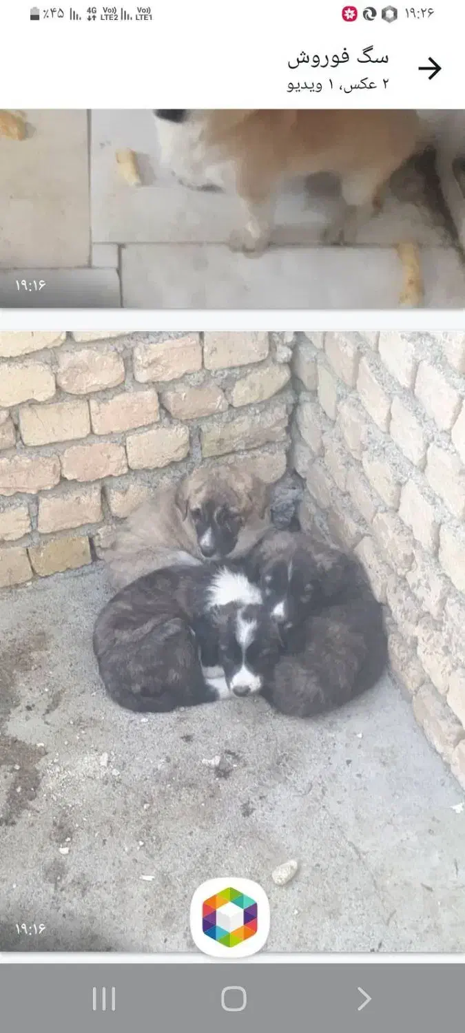 پت های فروشی|سگ|مشهد, فاطمیه|دیوار