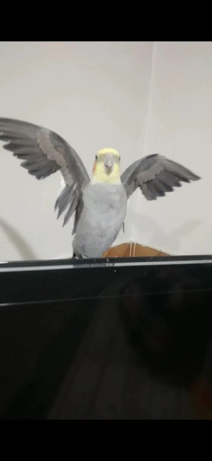 عروس هلندی|پرنده|اسدآباد, |دیوار