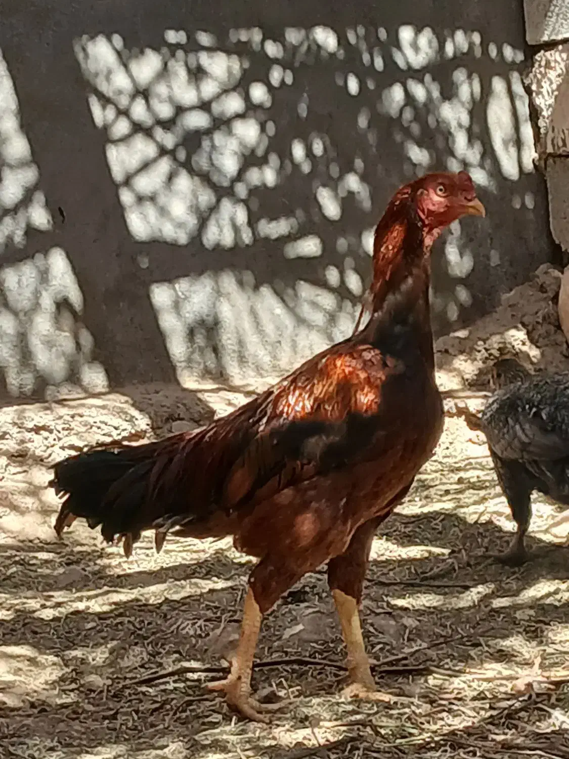 خروس|حیوانات مزرعه|میمند, |دیوار