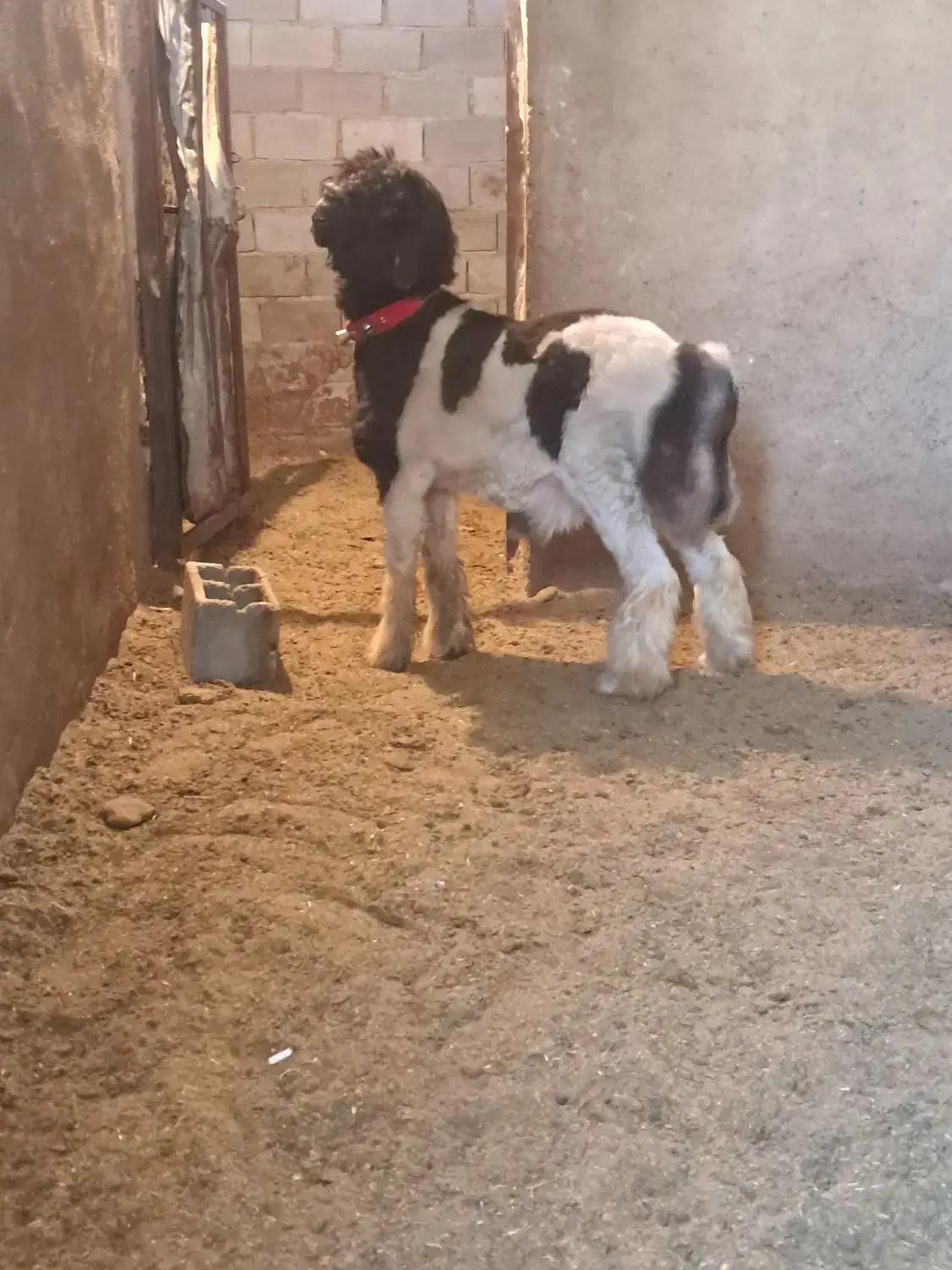 ۱راس بره نر تخمی روزگاری|حیوانات مزرعه|مرودشت, تخت جمشید|دیوار