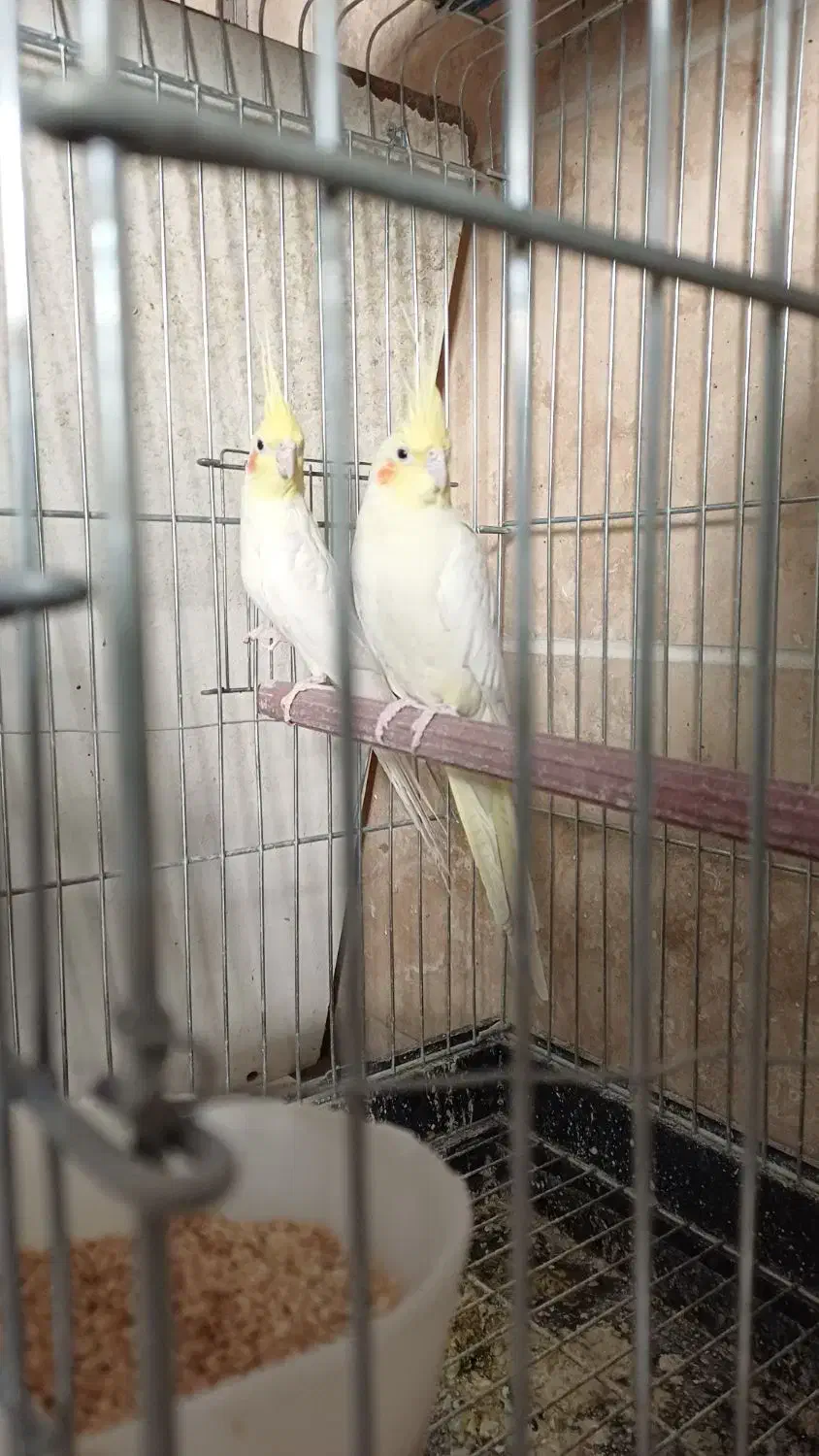 عروس هلندی|پرنده|محلات, |دیوار