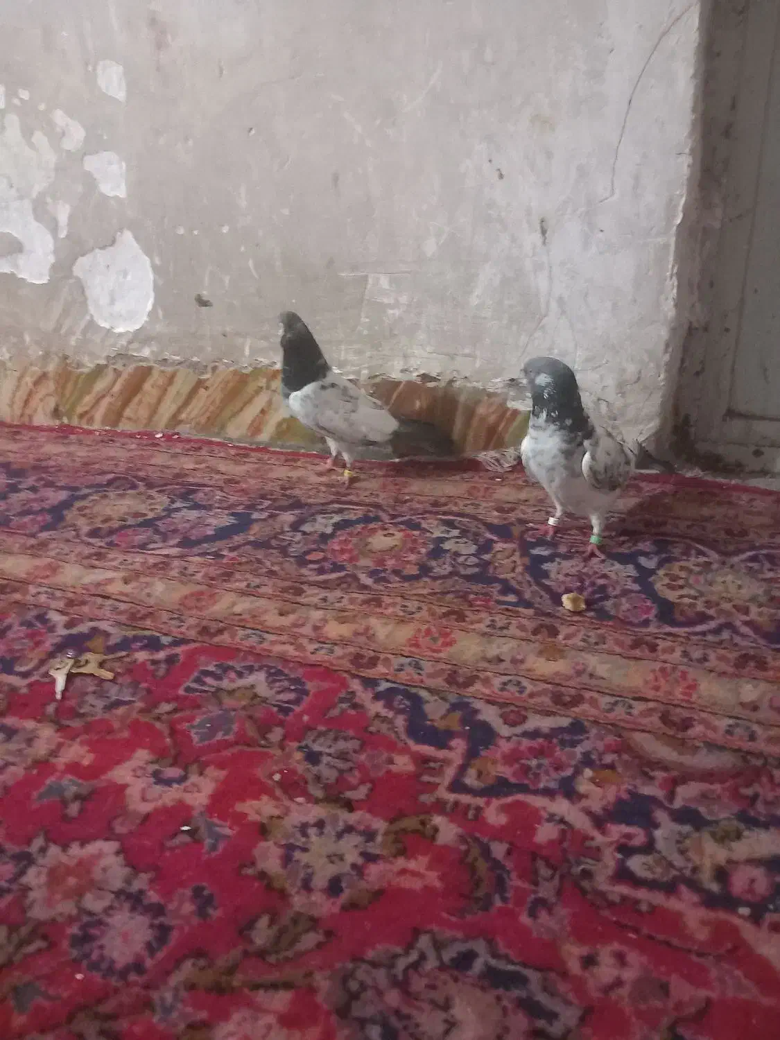 یک جفت کفتر با ۲ تا جوجه هاش|پرنده|بافق, |دیوار