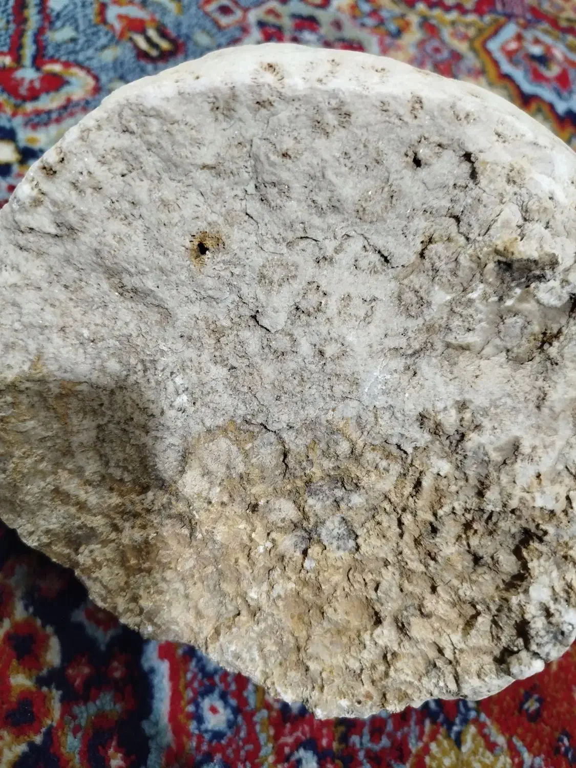 فسیل|کلکسیون اشیاء عتیقه|کرمانشاه, |دیوار