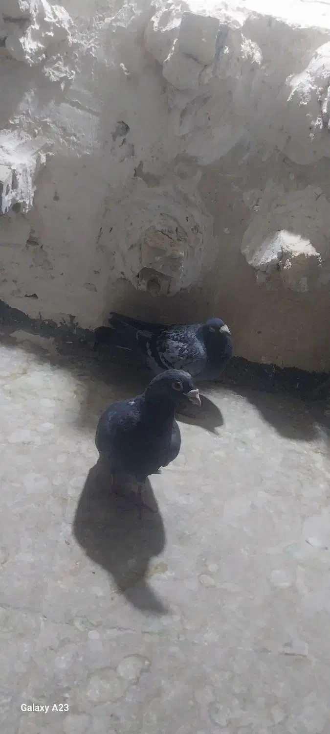 ۲ عدد کبوترصید پرشی|پرنده|مشهد, نیزه|دیوار