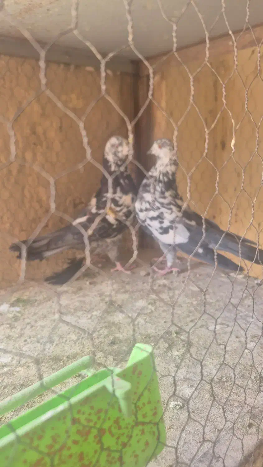 کفتر کله ماستی پرشی|پرنده|خمینی‌شهر, |دیوار