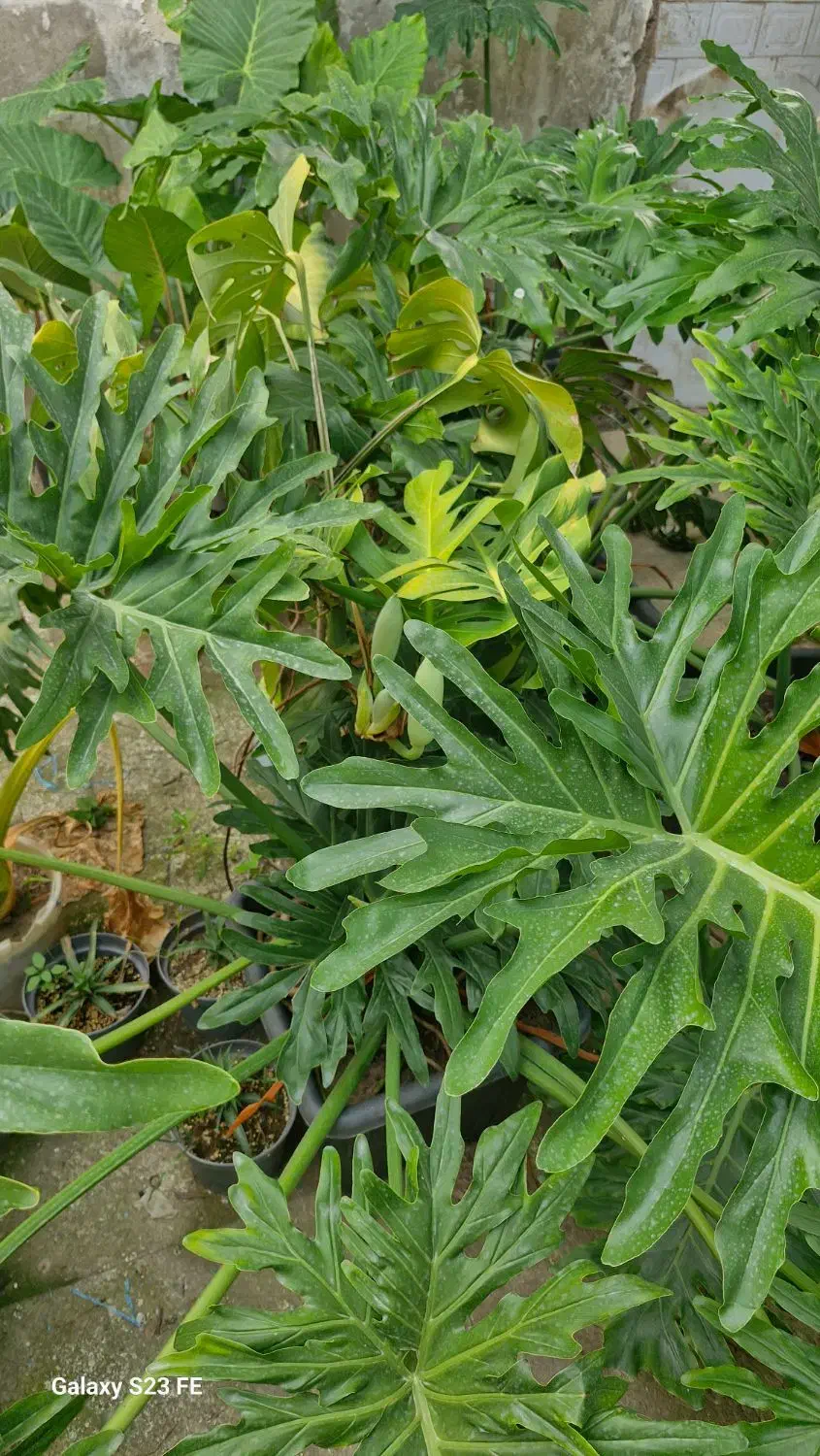 گل اپارتمانی  سانسوریا  بابا ادم و برگ انجیری|گل و گیاه طبیعی|سیاهکل, |دیوار