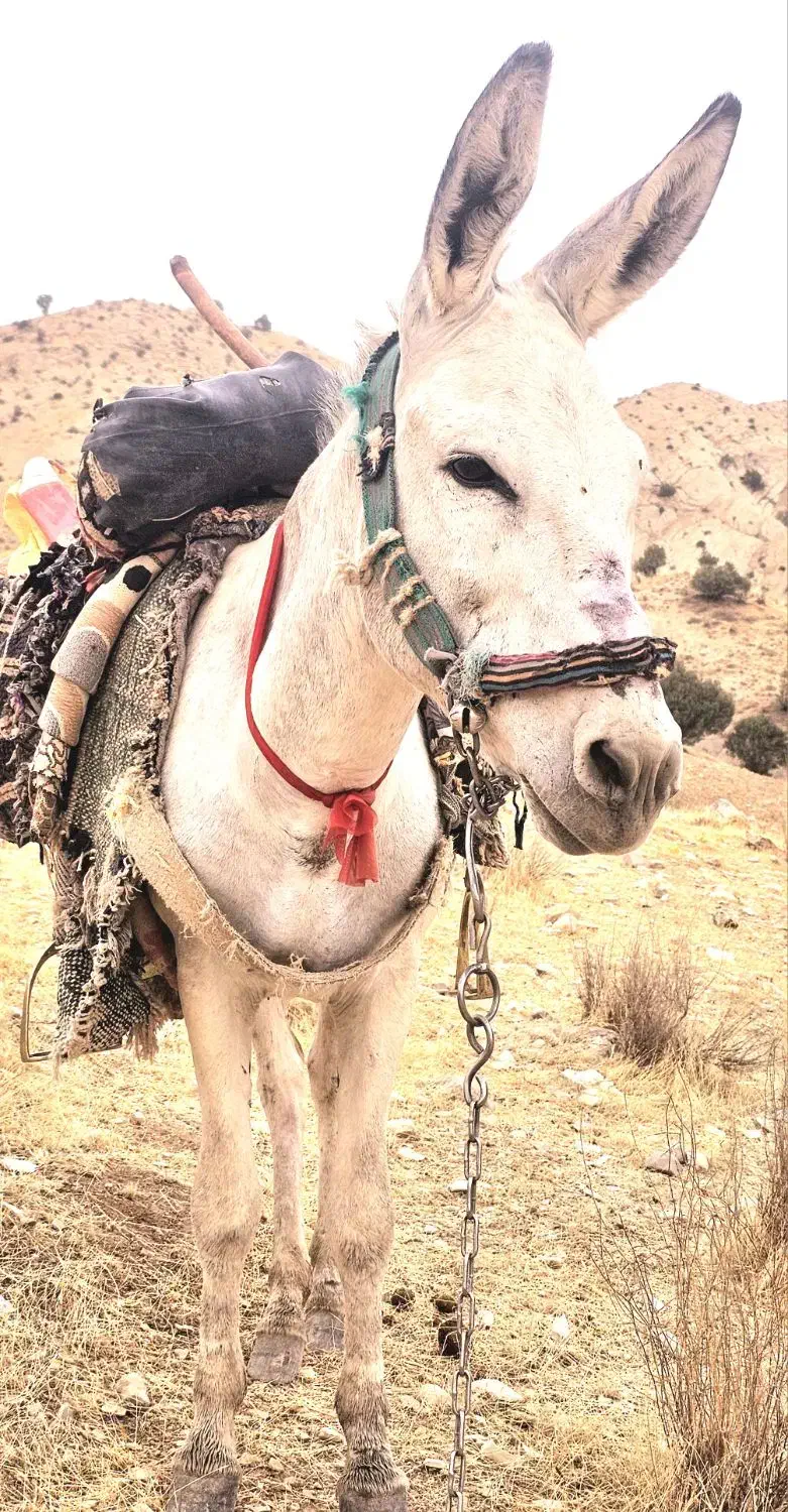 الاغ جوان ۴سال نر مایون پر وگله ای بشرط|حیوانات مزرعه|گچی, |دیوار