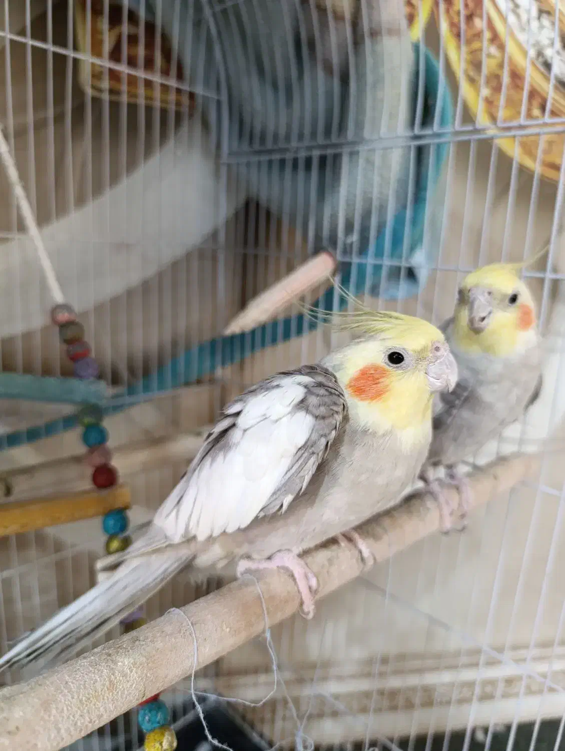 عروس هلندی دستی و اهلی|پرنده|قشم, |دیوار