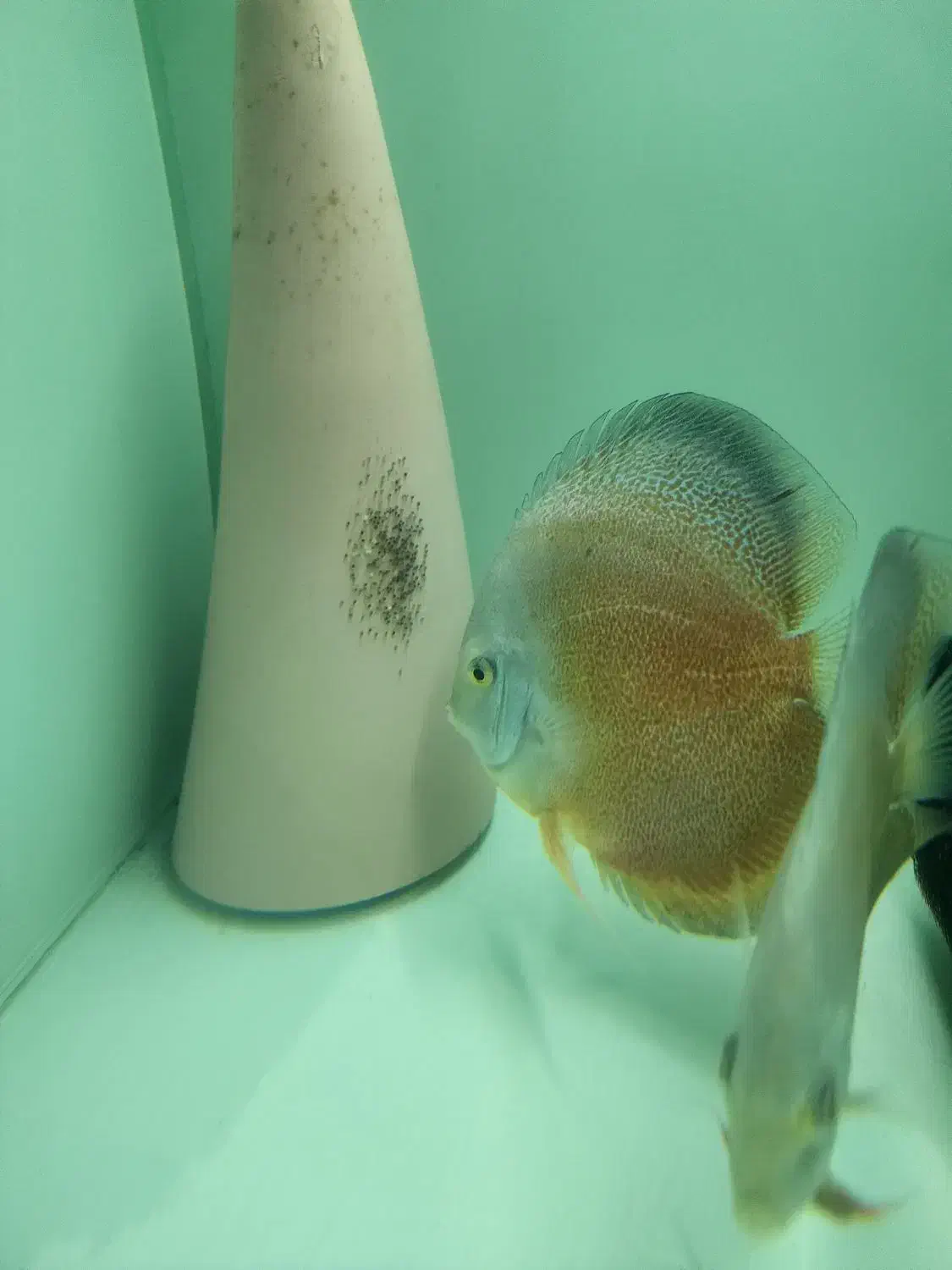 جفت دیسکس ۶ اینچ نژاد خاص هچ بالا بچه دوست|ماهی|تهران, استاد معین|دیوار