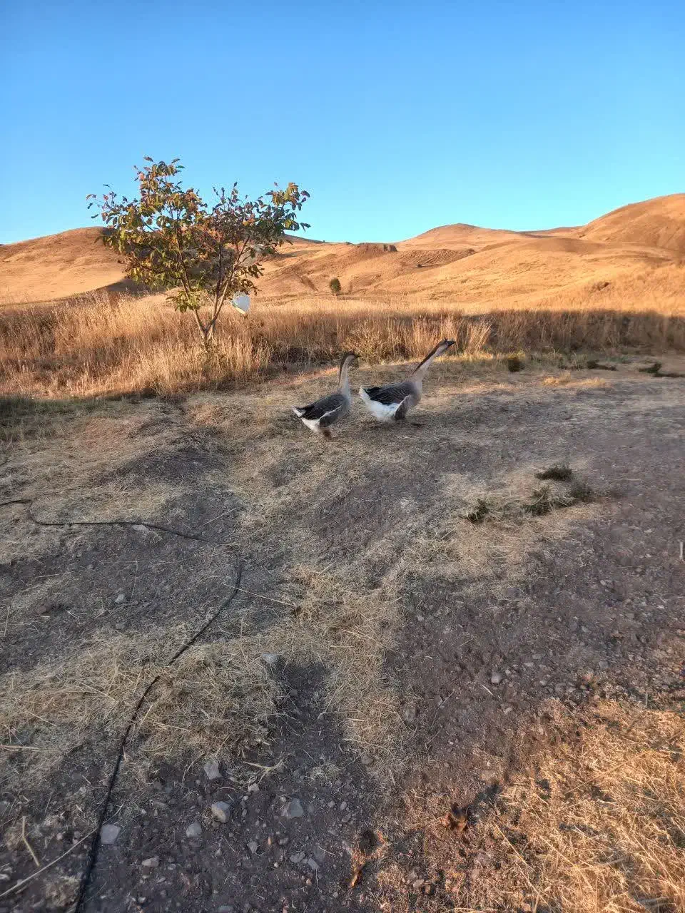 قو غاز نرماده|حیوانات مزرعه|خلخال, |دیوار