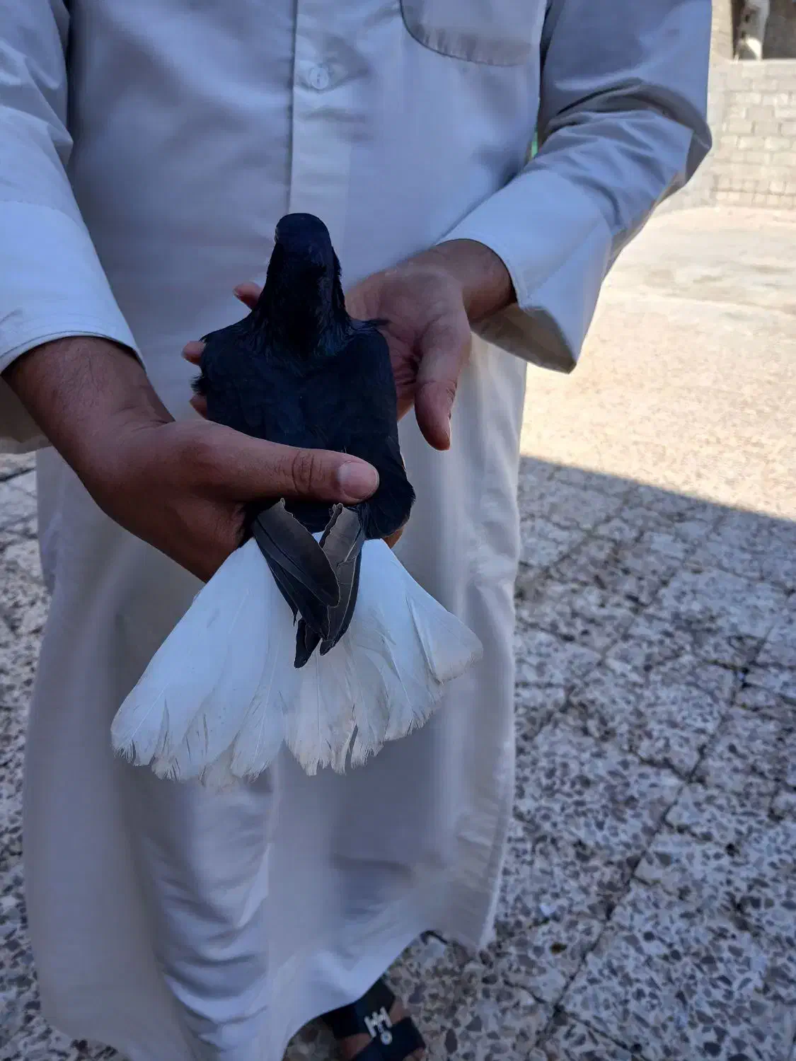 جفت اشعل برا فروش|پرنده|سوسنگرد, |دیوار