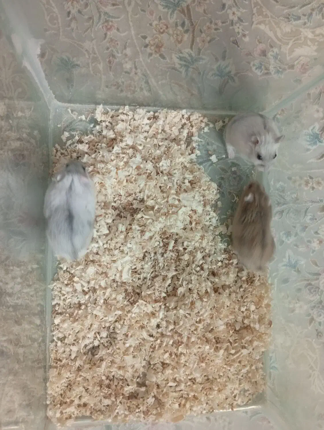 همستر|موش و خرگوش|تهران, فلاح|دیوار