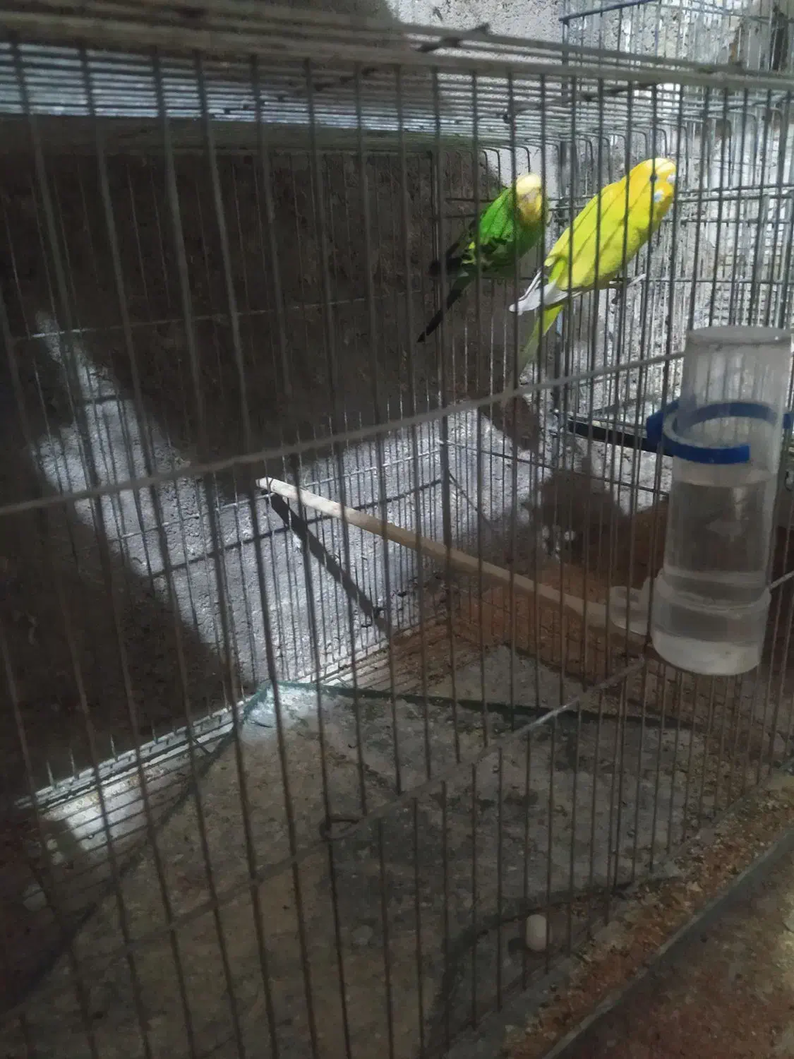 مرغ عشق های مولد تخم دار|پرنده|خرمدره, |دیوار